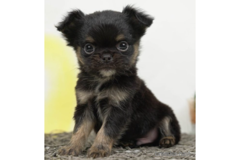 成約済の千葉県のチワワ(ロングコート)-225157の1枚目